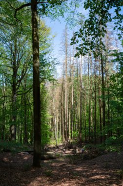 Sakson İsviçre, Almanya - 01 Mayıs 2024 - Sakson İsviçre 'de yürüyüş ve manzara keşfi.