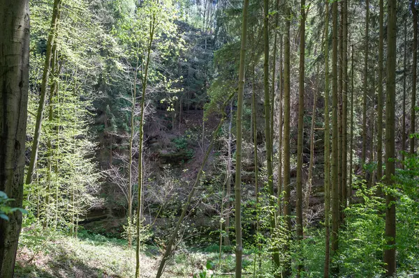 Sakson İsviçre, Almanya - 01 Mayıs 2024 - Sakson İsviçre 'de yürüyüş ve manzara keşfi.