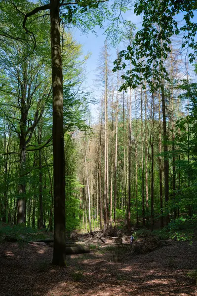 Sakson İsviçre, Almanya - 01 Mayıs 2024 - Sakson İsviçre 'de yürüyüş ve manzara keşfi.
