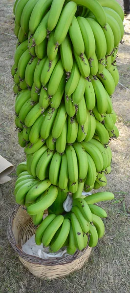 Dozens Fresh Green Unripe Bananas Delicious — Stock Photo, Image