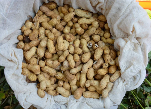 Fresh Peanuts White Sack — Stock Photo, Image
