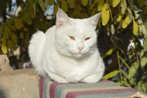Gato Branco Parede Com Olhar Sério Tão Bonito — Fotografia de Stock