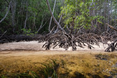 Kıyıdaki mangrov ağaçlarının köklerine yakın çekim. Nusa Lembongan, Bali, Endonezya, yatay