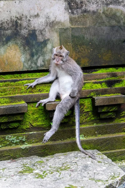 One Monkey Chilling Sangeh Monkey Forest Bali Ubud Village Indonesia — Stock Photo, Image