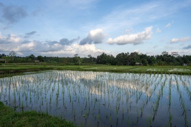 Bali, Endonezya 'da mavi gökyüzü ve bulutlarla yatay bir alan.