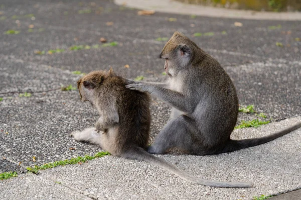 Két Majom Szed Tetveket Egymástól Sangeh Monkey Forest Bali Indonézia — Stock Fotó