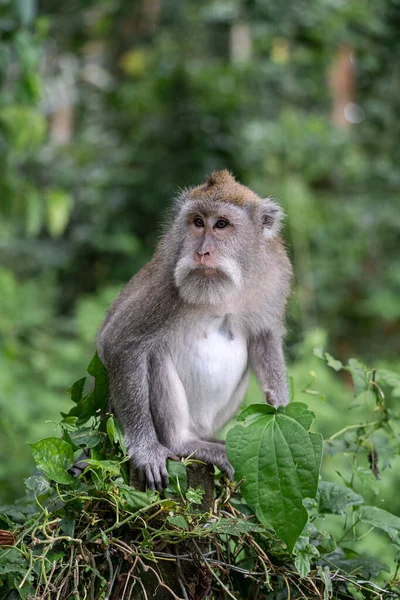 Porträt Eines Affen Sangeh Affenwald Auf Bali Der Nähe Des — Stockfoto