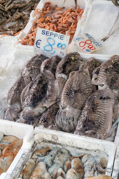 Choco Fresco Seppi Vendido Mercado Peixe Com Preço Ninguém — Fotografia de Stock