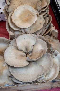 İtalya 'da bir markette taze büyük istiridye mantarları satılıyor, insan yok.