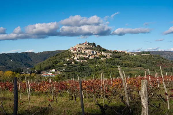 Hırvatistan 'ın Istria kentinde mavi gökyüzü ve bulutlarla bir üzüm bağı ve vilage manzarası