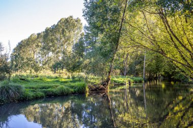 Marais Poitevin 'de tekne gezisi, ıslak bataklık, Poitou bölgesi, Fransa, Eylül 2022