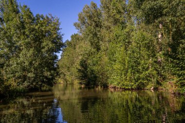 Marais Poitevin 'de tekne gezisi, ıslak bataklık, Poitou bölgesi, Fransa, Eylül 2022
