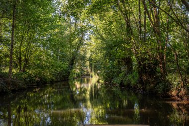 Marais Poitevin 'de tekne gezisi, ıslak bataklık, Poitou bölgesi, Fransa, Eylül 2022