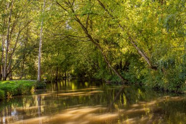 Marais Poitevin 'de tekne gezisi, ıslak bataklık, Poitou bölgesi, Fransa, Eylül 2022