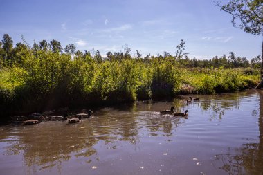 Marais Poitevin 'de tekne gezisi, ıslak bataklık, Poitou bölgesi, Fransa, Eylül 2022