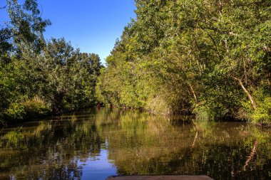Marais Poitevin 'de tekne gezisi, ıslak bataklık, Poitou bölgesi, Fransa, Eylül 2022