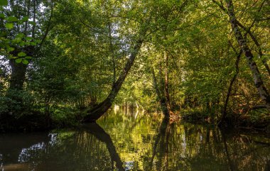 Marais Poitevin 'de tekne gezisi, ıslak bataklık, Poitou bölgesi, Fransa, Eylül 2022