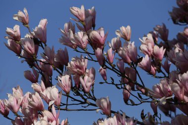 Manolya ağacı pembe çiçekleri ilkbaharda gün ışığında