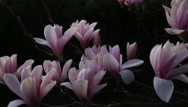 Manolya ağacı pembe çiçekleri ilkbaharda gün ışığında