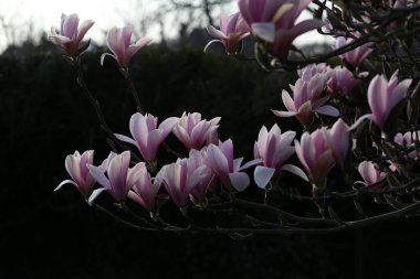 Manolya ağacı pembe çiçekleri ilkbaharda gün ışığında