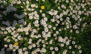 withe daisies flowers and grass in a garden at spring in France