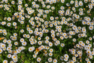 withe daisies flowers and grass in a garden at spring in France