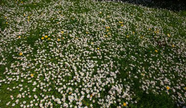withe daisies flowers and grass in a garden at spring in France