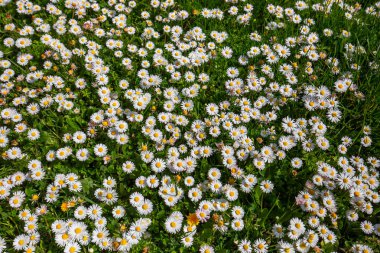 withe daisies flowers and grass in a garden at spring in France