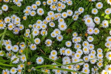 withe daisies flowers and grass in a garden at spring in France