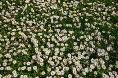 withe daisies flowers and grass in a garden at spring in France