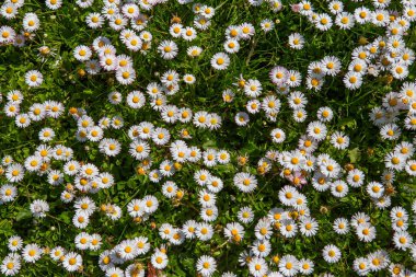 withe daisies flowers and grass in a garden at spring in France