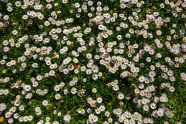 withe daisies flowers and grass in a garden at spring in France