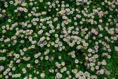 withe daisies flowers and grass in a garden at spring in France