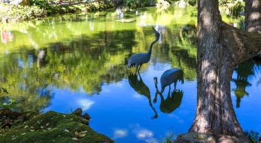japanese garden in San Francisco, california