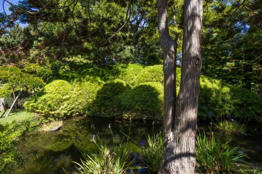 japanese garden in San Francisco, california