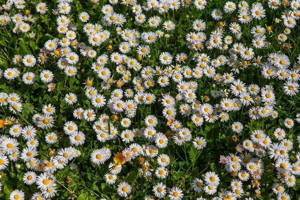 Withe Daisies Flowers Grass Garden Spring France — Stock Fotó