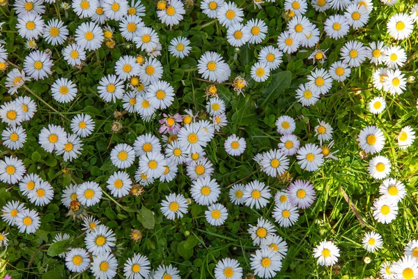 stock image withe daisies flowers and grass in a garden at spring in France