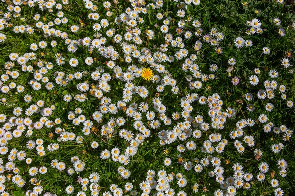 Withe Daisies Flowers Grass Garden Spring France — 图库照片