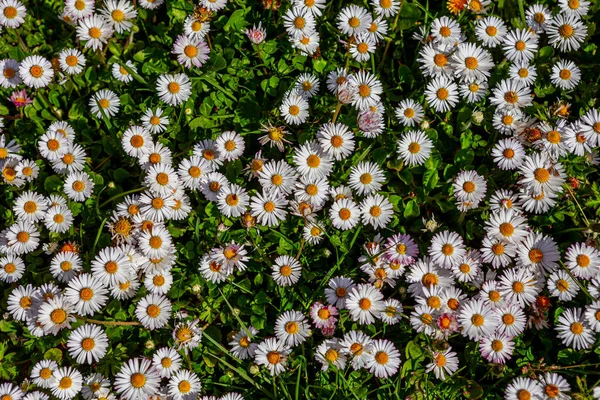 Withe Daisies Flowers Grass Garden Spring France — Stock Photo, Image