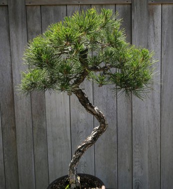 Bonsai in a japanese garden