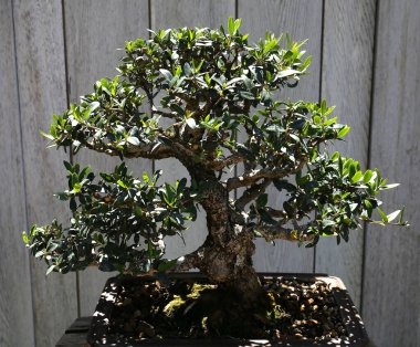 Bonsai in a japanese garden