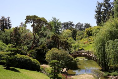 trees and flowers in a japanese garden
