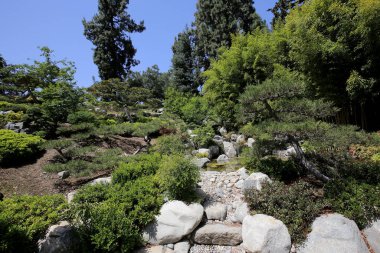 trees and flowers in a japanese garden