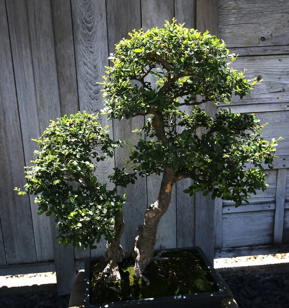 日本庭園の盆栽 — ストック写真