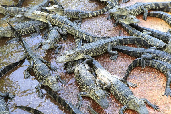 Crocodiles Everglades Florida Usa — Stock Photo, Image