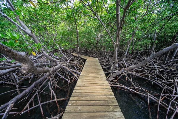 Bosque Manglares Con Puente Madera Isla Martinica Indias Occidentales Francia —  Fotos de Stock