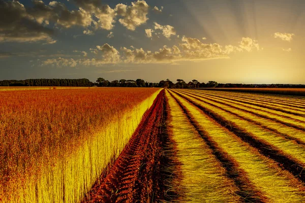 Flax Fields Harvest August City Etretat Normandy France — Stock Photo, Image