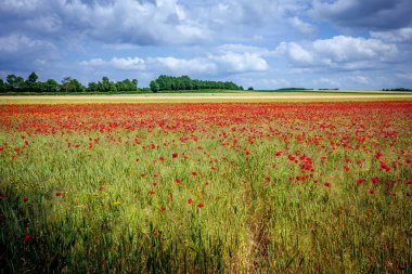 Fransa 'nın Normandiya kentindeki Etretat kenti yakınlarındaki orman hasadı sırasında haşhaş tarlaları