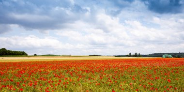Fransa 'nın Normandiya kentindeki Etretat kenti yakınlarındaki orman hasadı sırasında haşhaş tarlaları