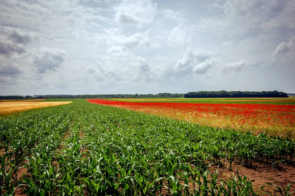 Poppies Fields Harvest Junet City Etretat Normandy France — Stock Photo, Image